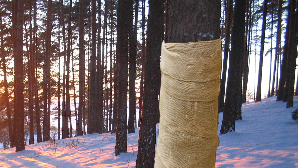 How to Wrap Trees for Winter