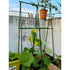 3 ft. L x 3 ft. H Plant Support Trellis